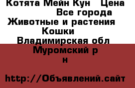 Котята Мейн Кун › Цена ­ 15 000 - Все города Животные и растения » Кошки   . Владимирская обл.,Муромский р-н